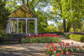 Tulips Trails