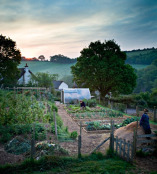 Gardening at First Light