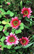 Gazania, Clover and Shamrock