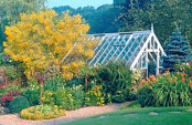 Genista aethensis, Greenhouse