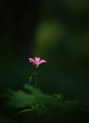 Geranium in woodland light