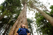 Boy vs giant redwood