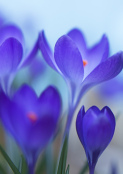 First of the crocus