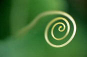 Gourd tendril