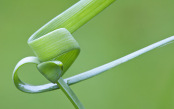 Grape hyacinth leaf curls