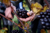 Grape harvest begins