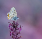 Chalk hill butterfly on Salvia