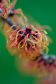 Hamamelis 'Jelena'