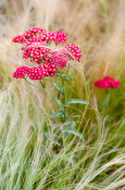 Graceful partners - Achillea millefolium 'Red Velvet' with Stipa tenuissima