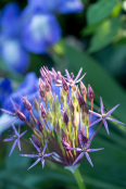 Allium early summer