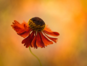 Helenium 'Moerheim Beauty'