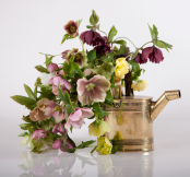 Hellebore hybrids