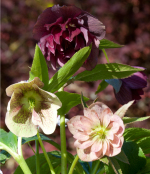 Hybrid hellebores