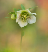 Helleborus orientalis