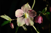 Hellebore hybrid