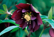 Helleborus x hybridus Ashwood Garden hybrids