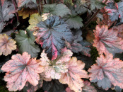 Heuchera 'French Quarter'