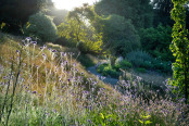 Hillside dawn