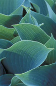 Hosta 'Halcyon'