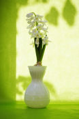 Hyacinthus orientalis 