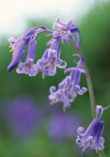 Hyacinthoides non-scripta Bluebell