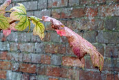 Hydrangea quercifolia (unknown variety) with old wall