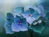 Blue Hydrangea Macrophylla