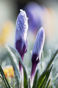 Iced Crocus vernus