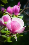 Magnolia soulangeana 'Alexandrina'