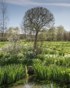 Dorset country garden
