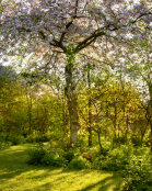 Stockton Bury cherry