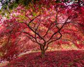 Acer palmatum