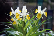 Iris bucharica