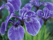 Iris setosa