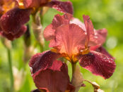 Bearded iris 'Sultan's Palace'