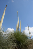 Xanthorrhoea australis