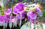 Japanese floral arrangement of orchids