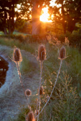 Teasels at dusk