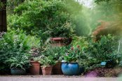 Oakwood pots, Wisley