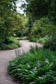 The quiet path, Oakwood