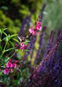 Salvia greggii 'Icing Sugar'
