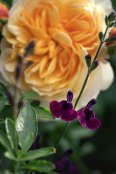 Salvia 'Nachtvlinder'