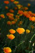 Trials field, Eschscholzia californica