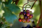Maturing grapes