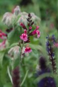 Midsummer jumble