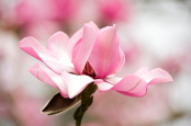 Magnolia 'Kew's Surprise' at Caerhays Castle