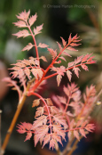 Koelreuteria paniculata 'Coral Sun'