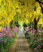 Laburnum tunnel at Barnsley house