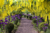 Laburnum Tunnel at the Dorothy Clive Garden