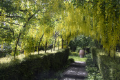 Laburnum